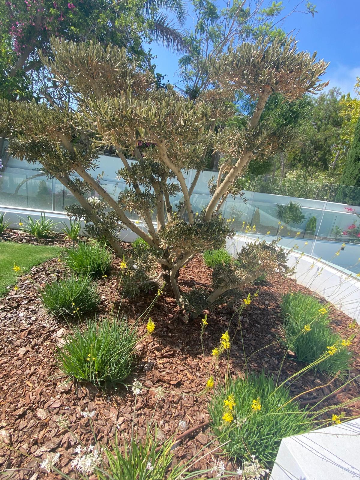 Jardineria en Algeciras